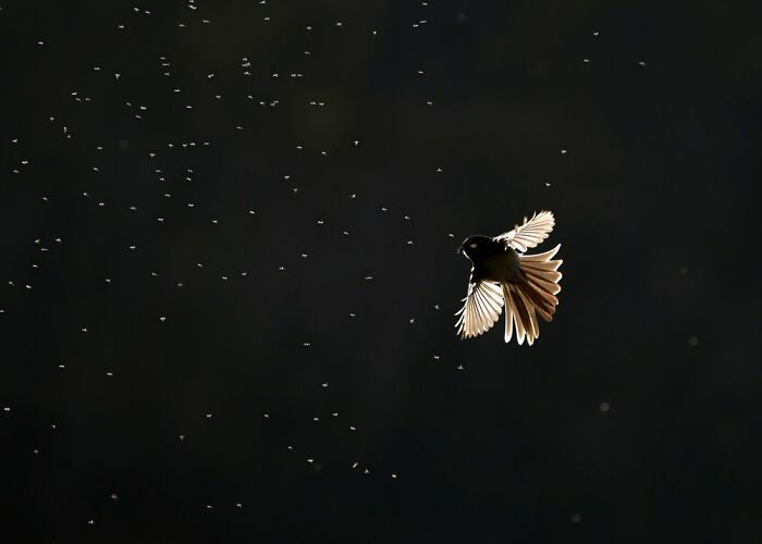 Bird Behavior: "The Morning Dance" By Lawrence Chan (Shortlist)