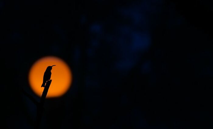 Youth: "Manmade Sunrise" By Caleb Robins (Shortlist)