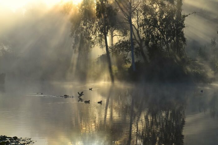 Birds In The Landscape: "Morning Awakening" By Khoi Bui (Shortlist)