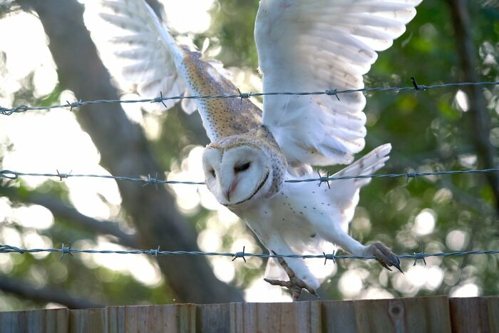 Youth: "Please 'Stand Up 4 Nature'" By Spencer Hitchen (Shortlist)