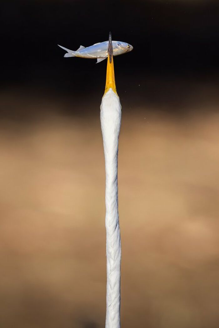 Wading Birds Of The Australian Floodplains: "Spear Fishing" By David Stowe (Shortlist)