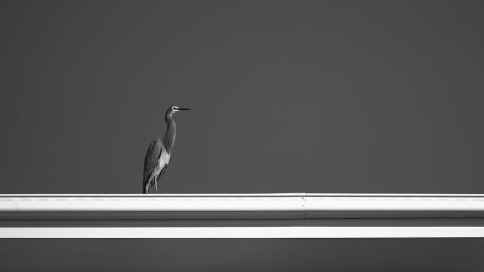 Backyard Birds: "Urban Sentinel" By Stephen Spence (Shortlist)