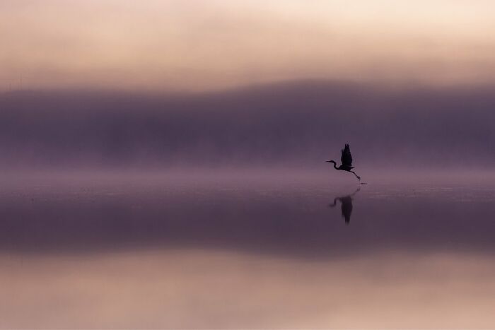 Wading Birds Of The Australian Floodplains: "Volitation Into Violet" By Nathan Watson (Shortlist)