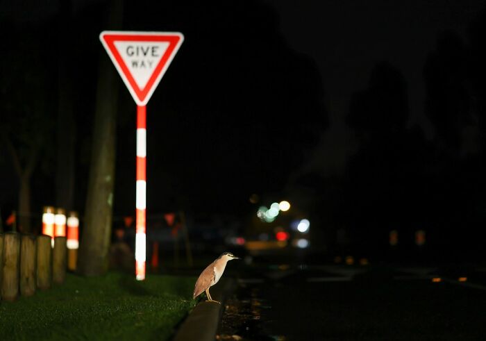 Birds In The Landscape: "Waiting For Uber Delivery" By Veronica Mcphail (Shortlist)