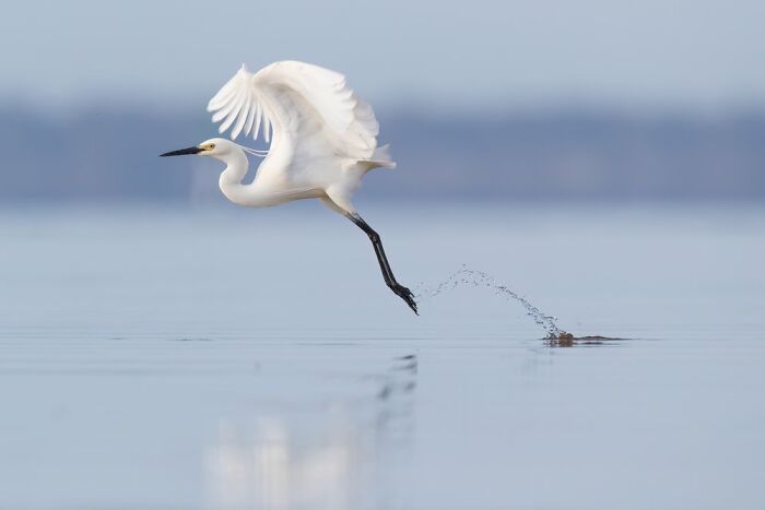 Wading Birds Of The Australian Floodplains: "Water Trails" By Rebecca Harrison (Shortlist)