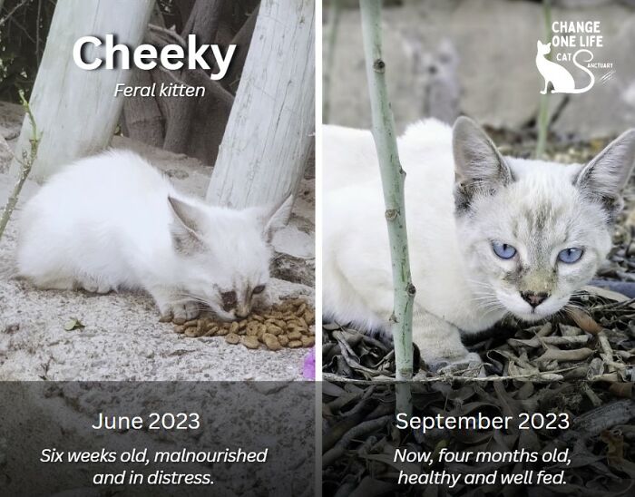 These Two Orphaned Kittens Are Learning To Enjoy The Warmth Of A Home