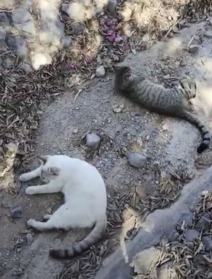 These Two Orphaned Kittens Are Learning To Enjoy The Warmth Of A Home