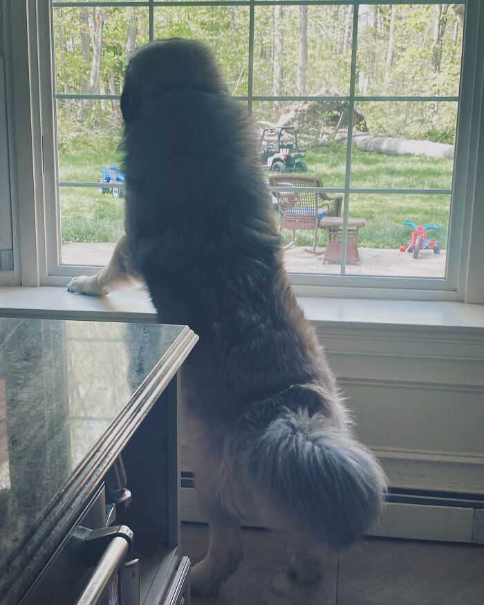 This Family From Boston Shares What It’s Like To Live With A Rare Bear-Like Guardian Dog This Family From Boston Shares What It’s Like To Live With A Rare Bear-Like Guardian Dog