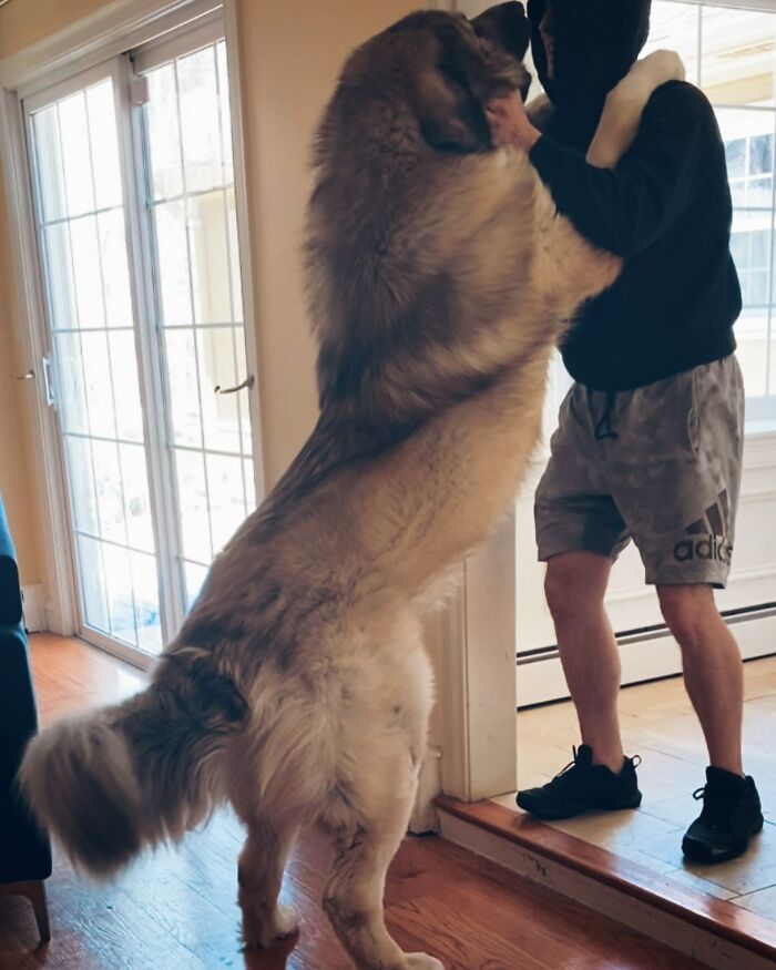 This Family From Boston Shares What It’s Like To Live With A Rare Bear-Like Guardian Dog This Family From Boston Shares What It’s Like To Live With A Rare Bear-Like Guardian Dog