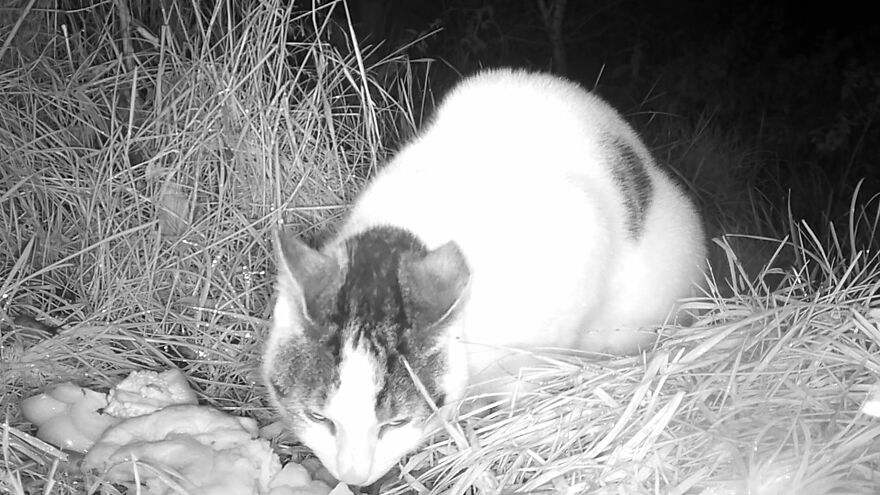 Trying Out A 4k Wildlife Trail Camera