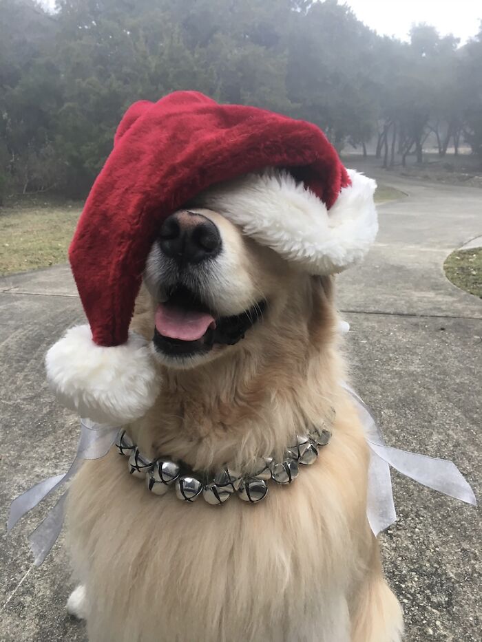 Santa Paws