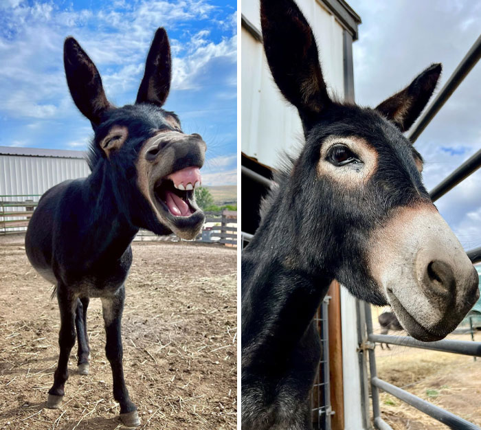 Two close-up photos of a donkey showing its enormous ears in an outdoor farm setting under a blue sky.