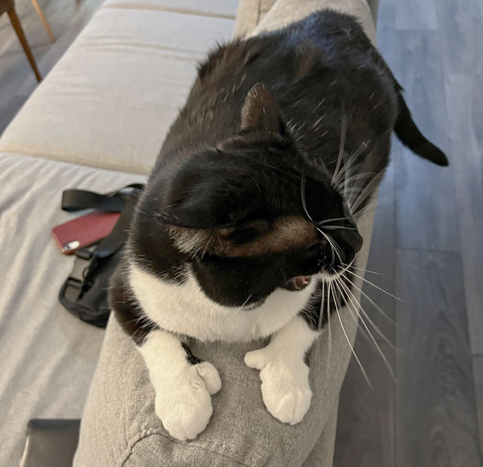 Bianca, gata con pulgares