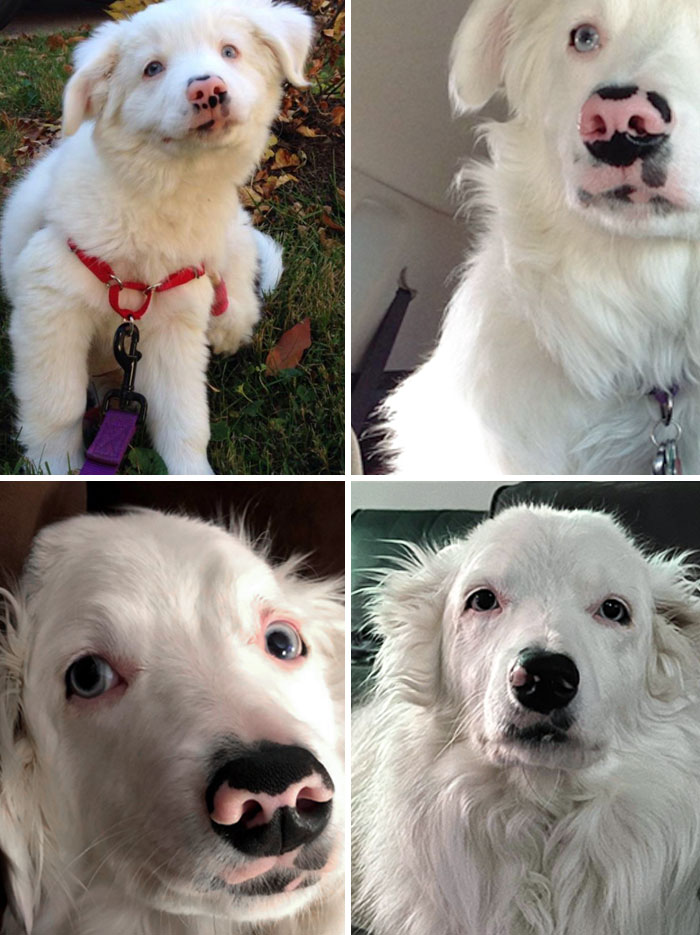 My Dog's Nose Has Slowly Been Turning Black Over The Last 9 Years