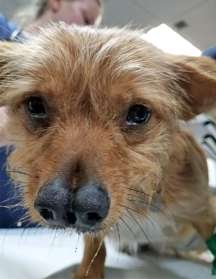 Perro con dos narices