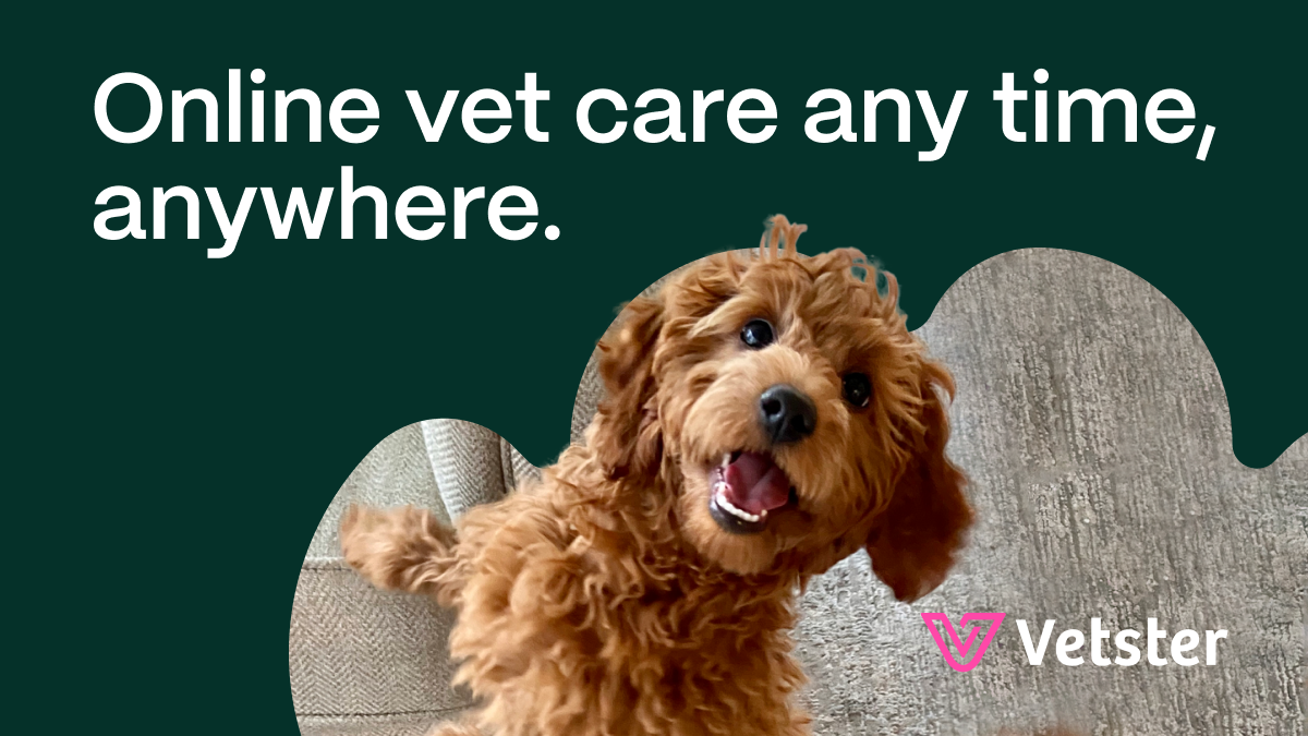 Vet consultations online Vet consultations online