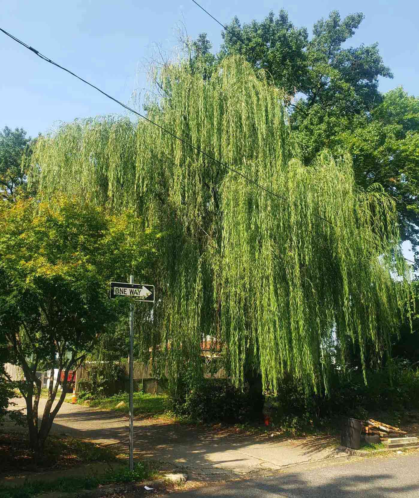 Weeping Willow tree