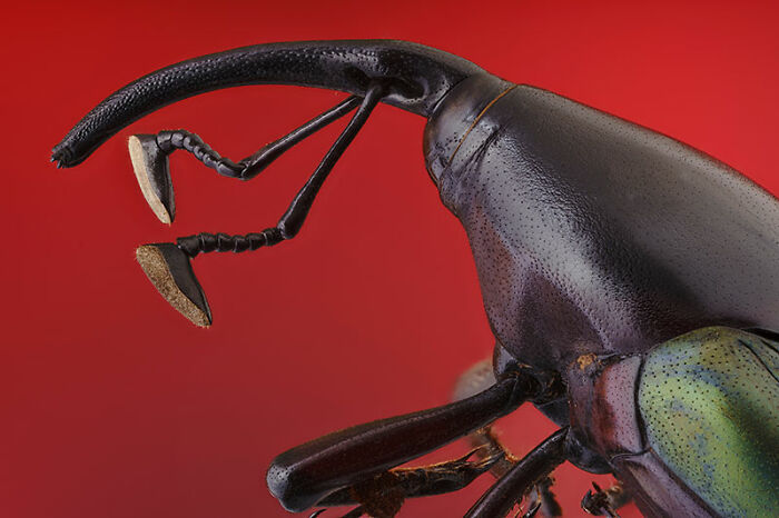 The EISA Maestro Awards 2023: Explore The Beauty Of "The Animal Kingdom" Through 29 Captivating Photos