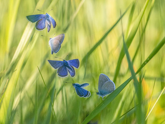 The EISA Maestro Awards 2023: Explore The Beauty Of "The Animal Kingdom" Through 29 Captivating Photos
