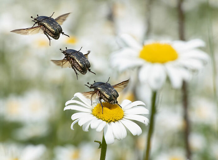 The EISA Maestro Awards 2023: Explore The Beauty Of "The Animal Kingdom" Through 29 Captivating Photos