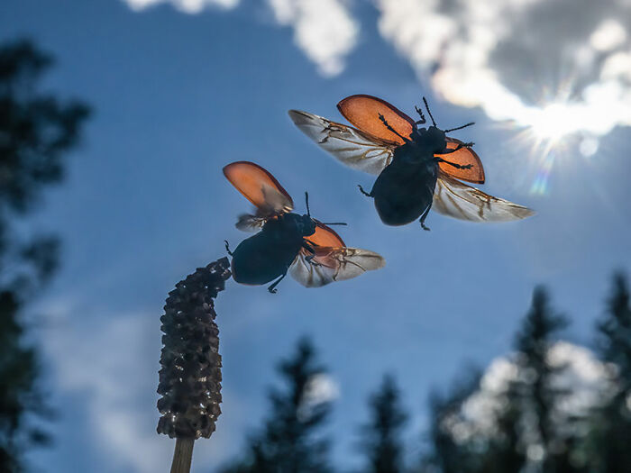 The EISA Maestro Awards 2023: Explore The Beauty Of "The Animal Kingdom" Through 29 Captivating Photos