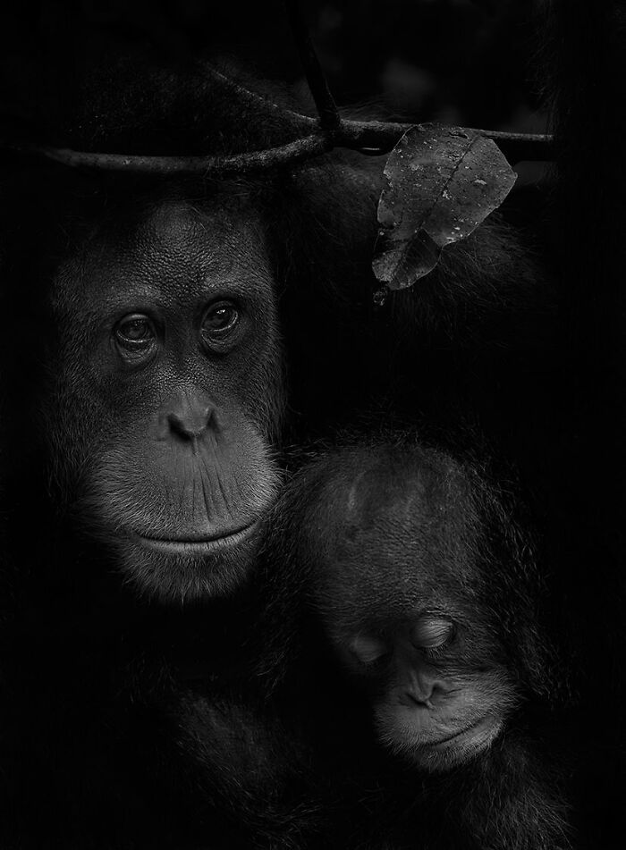 The EISA Maestro Awards 2023: Explore The Beauty Of "The Animal Kingdom" Through 29 Captivating Photos