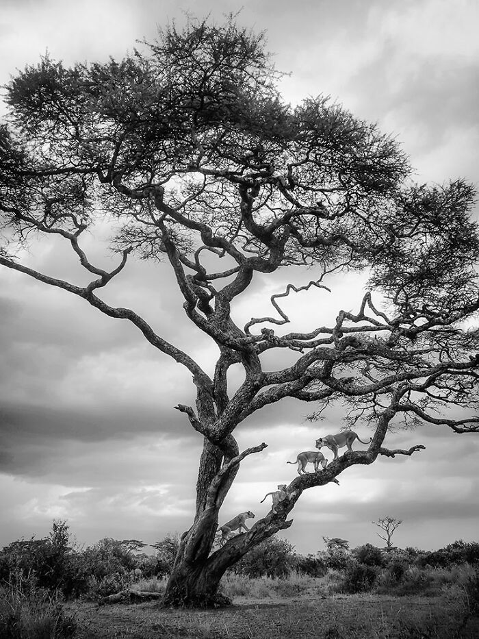 The EISA Maestro Awards 2023: Explore The Beauty Of "The Animal Kingdom" Through 29 Captivating Photos