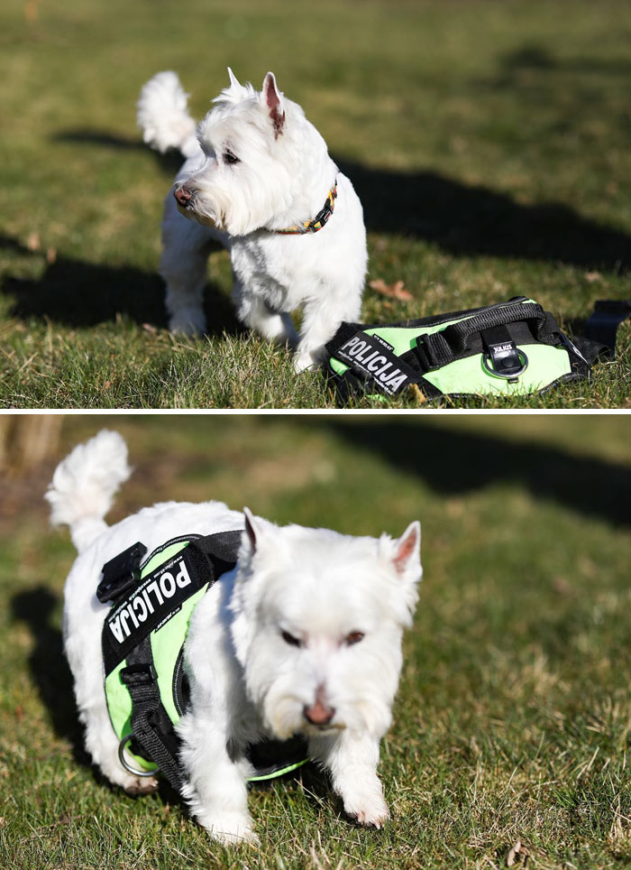 When I'll Grow Up I'll Be A Four-Legged Officer