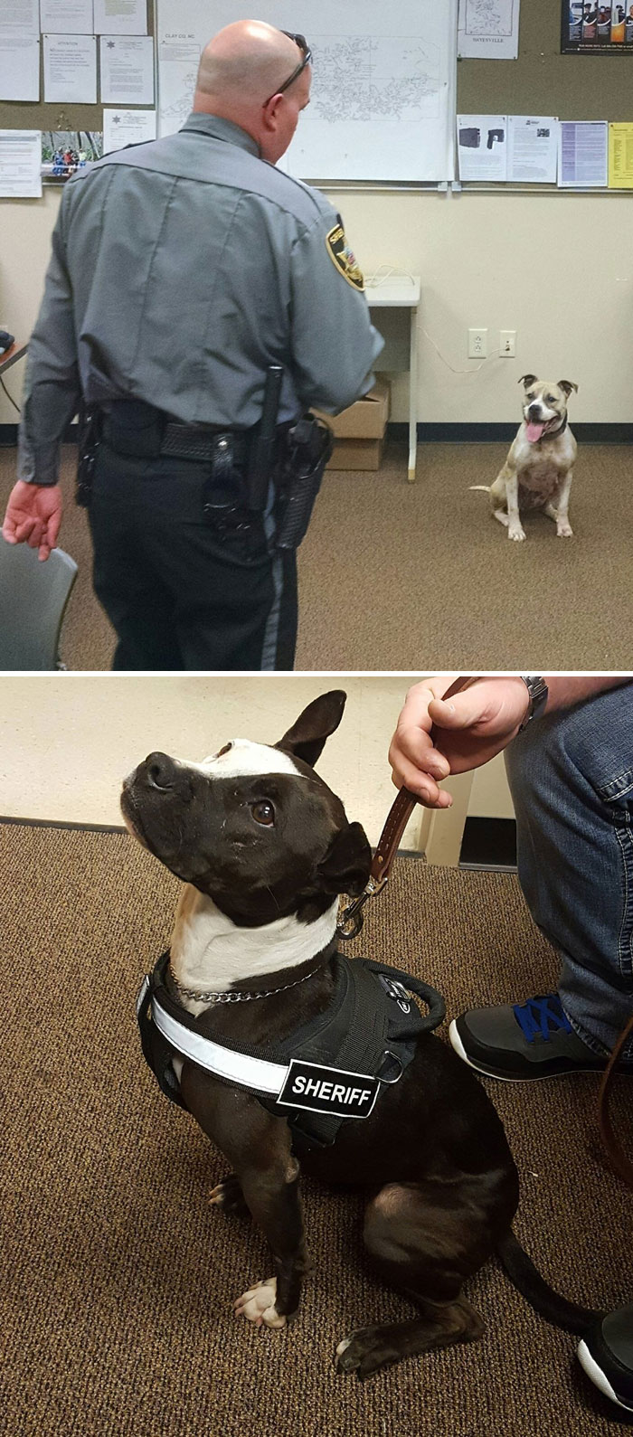 Clay County Sheriff’s Office Welcomed Two New Deputies To The Department, K-9 Sarah And K-9 Phantom