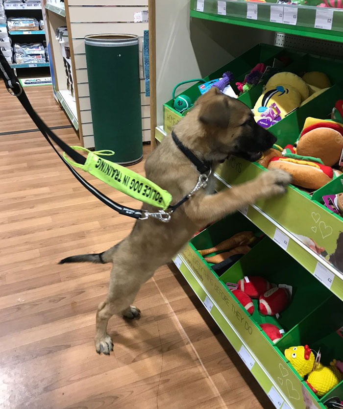 Police Puppy Chase Has Been To The Pet Shop To Find A New Toy