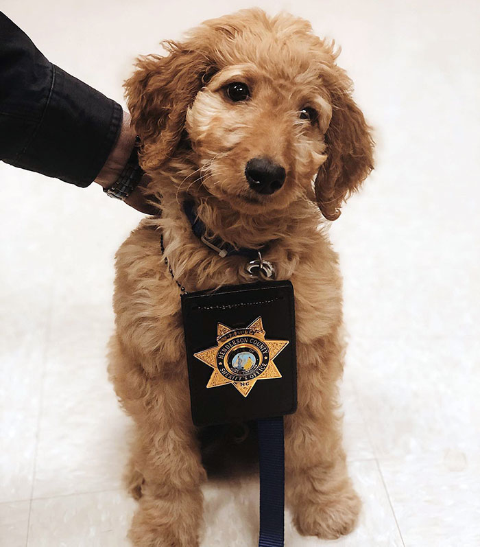 Today Oakley Stopped By Wanting Information On How To Sign Up To Become A Sheriff’s K-9