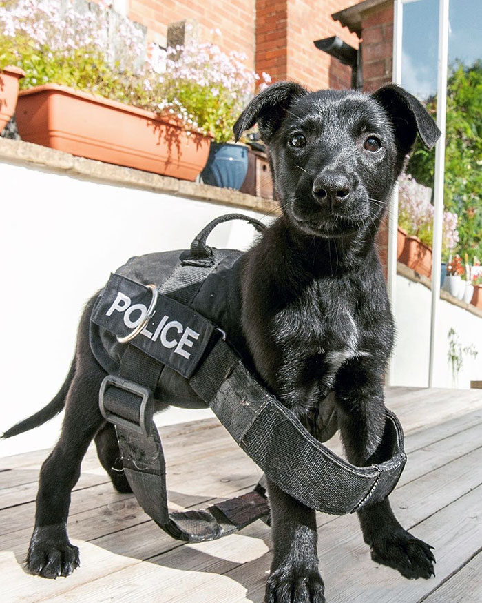 K9 Pup