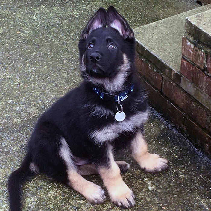 Pup Bill Had His First Training Session