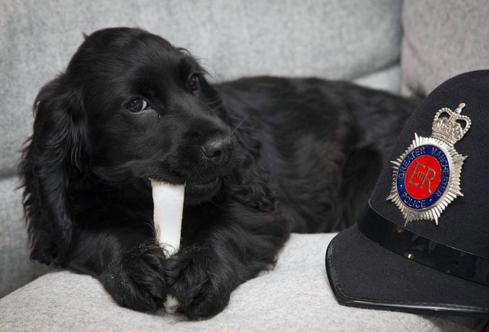 Bella Has Been Bringing That Friday Feeling To Our HQ Today. Stay Safe And Enjoy Your Weekend