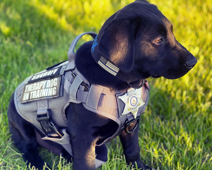 Rex Is Getting Used To His Vest, And Slowly But Surely And Sadly Fitting Into Better Every Day