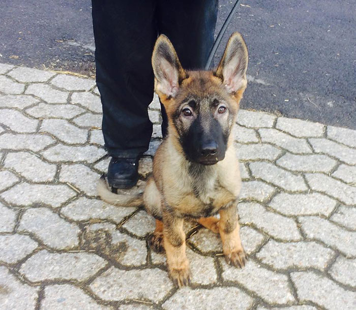 Remember Our Famous Police Pup Draco? He's Definitely Got The Friday Feeling