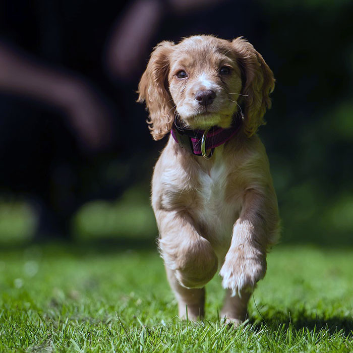 Meet Our Newest Recruit, A Golden Cocker Spaniel Named Liv Who Has Recently Started Her Pawsome Adventure With West Midlands Police