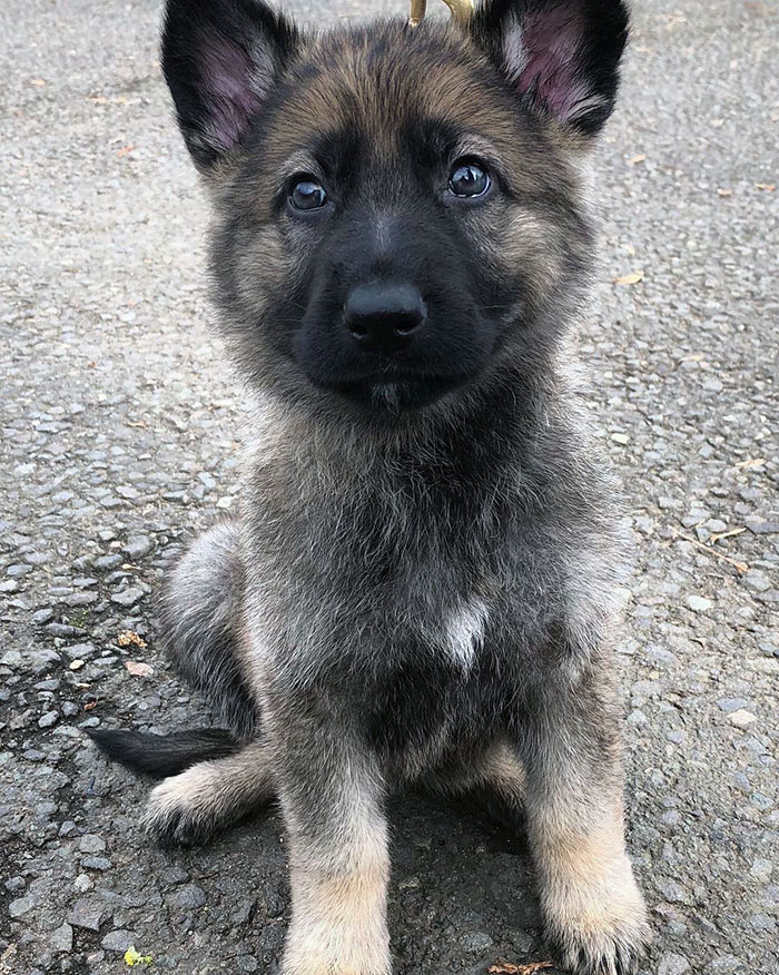 Aw, How Adorable Is Our Little Police Pup From Our Star Trek Litter