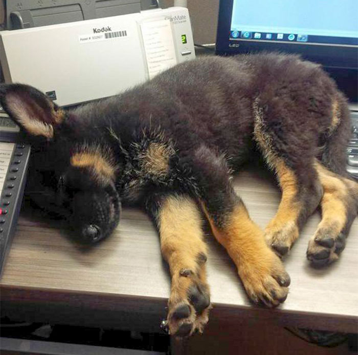 RCMP Officer Caught Sleeping During Her First Night Shift. Unacceptable