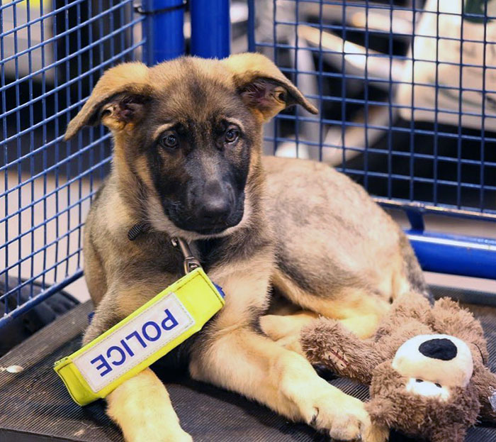 Our Police Dogs Are So Cute. Yet Fierce