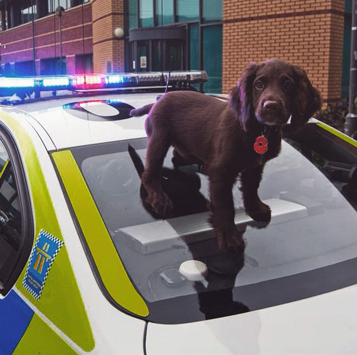 What A Cutie. Great Photo Of Police Dog Ted On One Of Our Central Motorway Policing Group Cars
