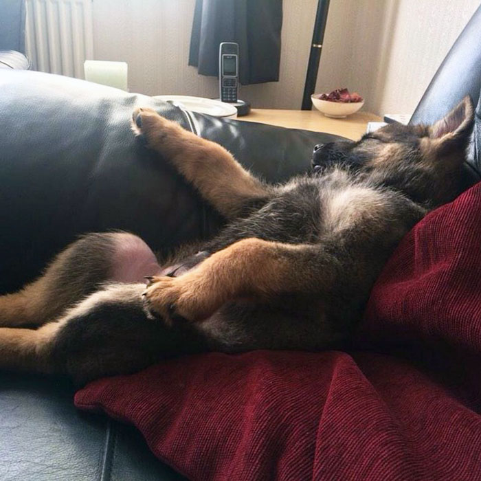 Well, It's Been A Hard Week For This Pup. Being Cute All The Time Is Seriously Hard Work