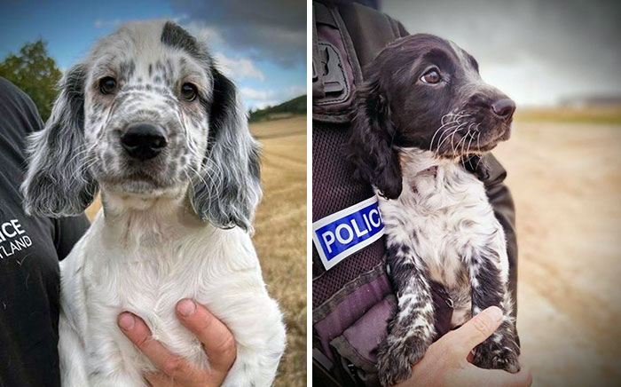 Ears Flapping, Tails Wagging - Our Cutest New Recruits Are Ready To Go