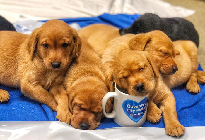 West Midlands Police's Newest Litter
