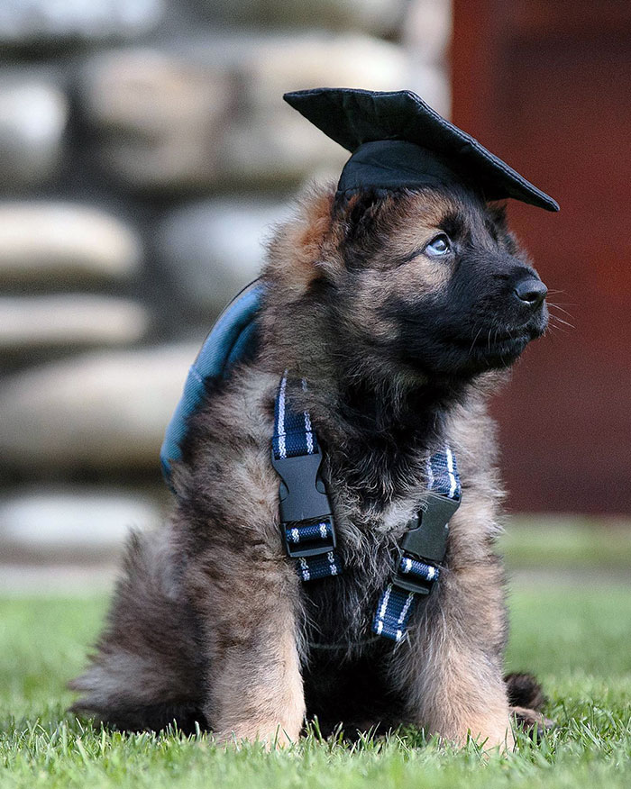 Small Floof With Big Dreams