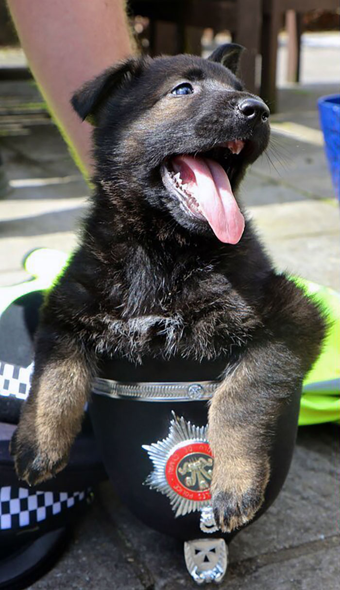 Our Latest Puppy Recruits