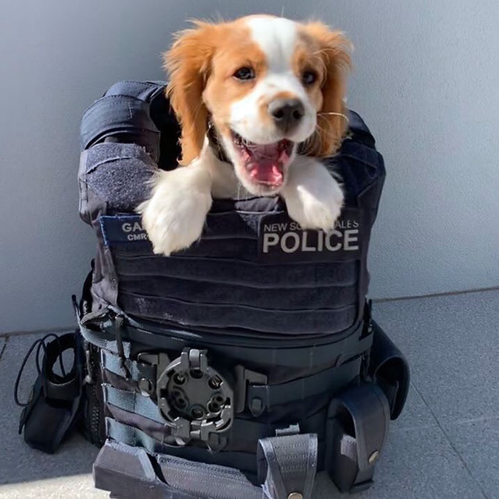 Please Welcome Special Investigator Bennie. He's Been Brought In To Solve The Ongoing Case Of Who's A Good Boy?