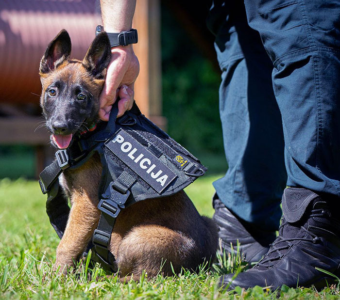 Belgian Malinois Our New K9 Puppy