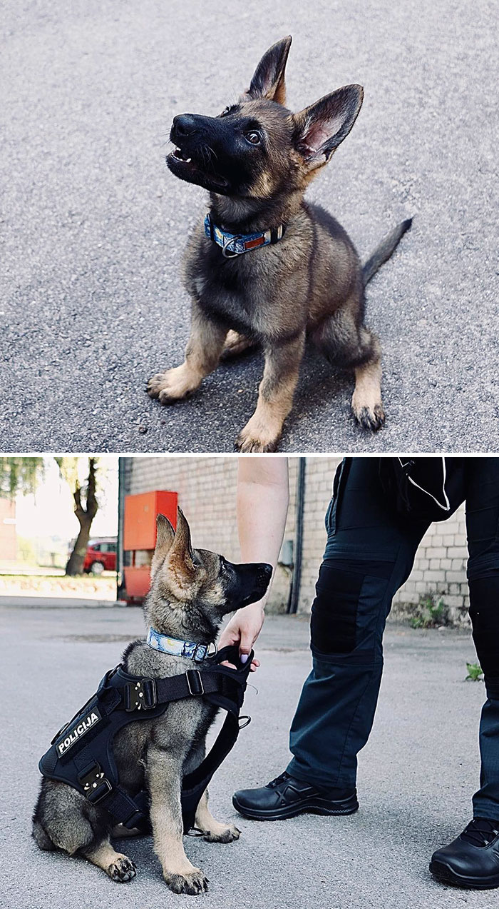 Welcome Our New Four-Legged Colleague Thor