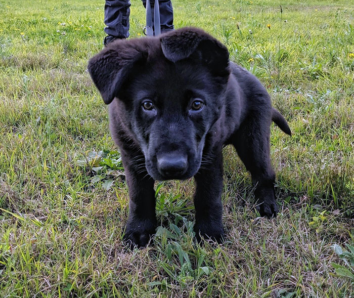 Things That Make You Go Aw. TD Grug Is Looking Forward To Growing Up To Be A Big Police Puppy